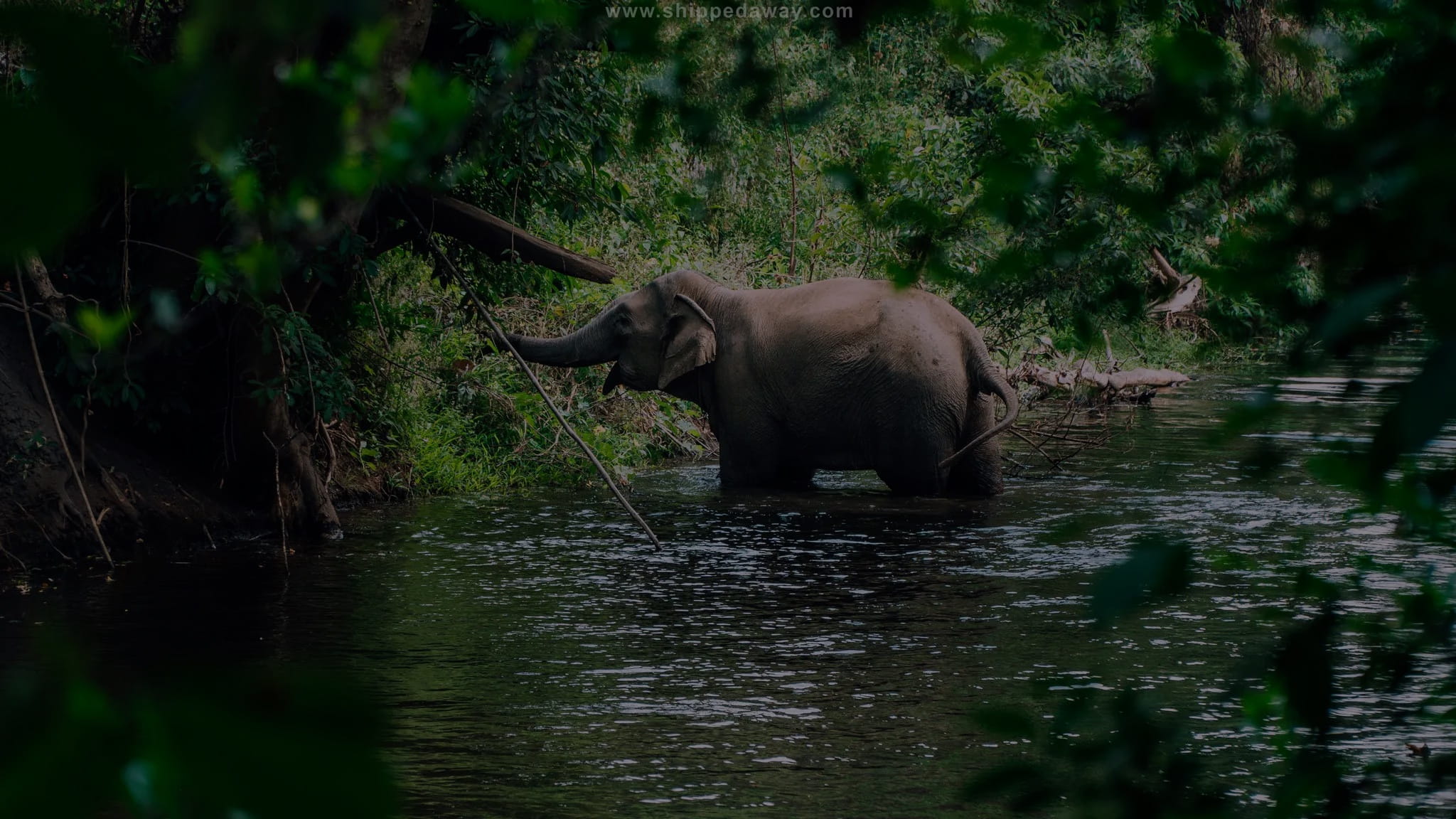 Yok Don National Park